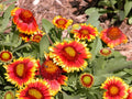 Drought-Tolerant Blanket Flower Seeds Gaillardia aristata, Perennial, Vibrant Summer Blooms, Butterfly & Bee Attractant