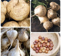 50+ Jicama Seeds | Non-GMO Mexican Yam Bean | Tuber Vegetable Pachyrhizus erosus for Home Gardening