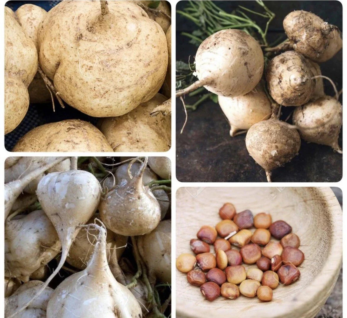 50+ Jicama Seeds | Non-GMO Mexican Yam Bean | Tuber Vegetable Pachyrhizus erosus for Home Gardening