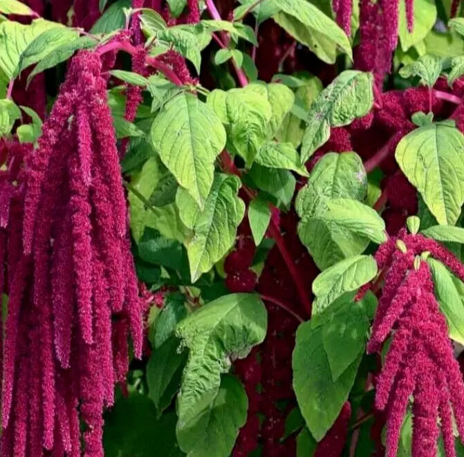 Amaranth Seeds Love Lies Bleeding Annual Herb Amaranthus caudatus 1000+ Seeds for Garden, Borders, Containers