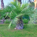 Jelly Pindo Palm Tree Seeds, Butia capitata, Cold Hardy Tropical Fruit Plant, 10 Seeds for Garden or Container Growth