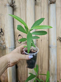 Jamun Fruit Tree Live Plant – Syzygium cumini – Indian Wax Apple – Java Plum – Tropical Fruit Tree in Nursery Pot