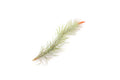 Pack of 5 Air Plants Tillandsia Funckiana - Easy Care Indoor Outdoor Live Epiphytic Plants
