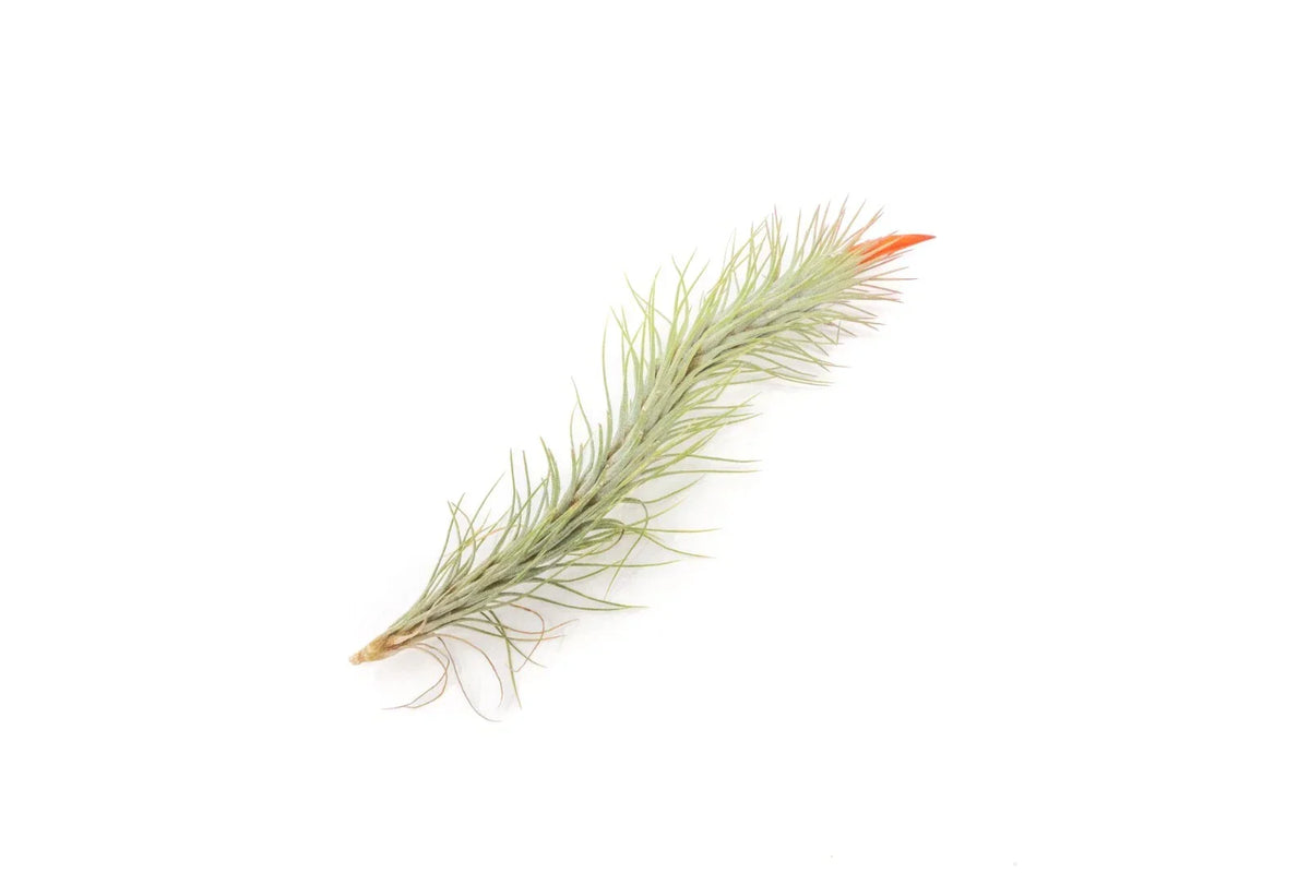 Pack of 5 Air Plants Tillandsia Funckiana - Easy Care Indoor Outdoor Live Epiphytic Plants