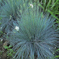 Blue Fescue Ornamental Grass Starter Plant - Elijah Blue Festuca glauca, Silver-Blue Foliage, Drought-Resistant, Live Plant