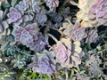 Graptopetalum Purple Delight Succulent Plant 4-Inch Pot, Rare Purple Foliage, Easy Care Houseplant, Graptopetalum paraguayense