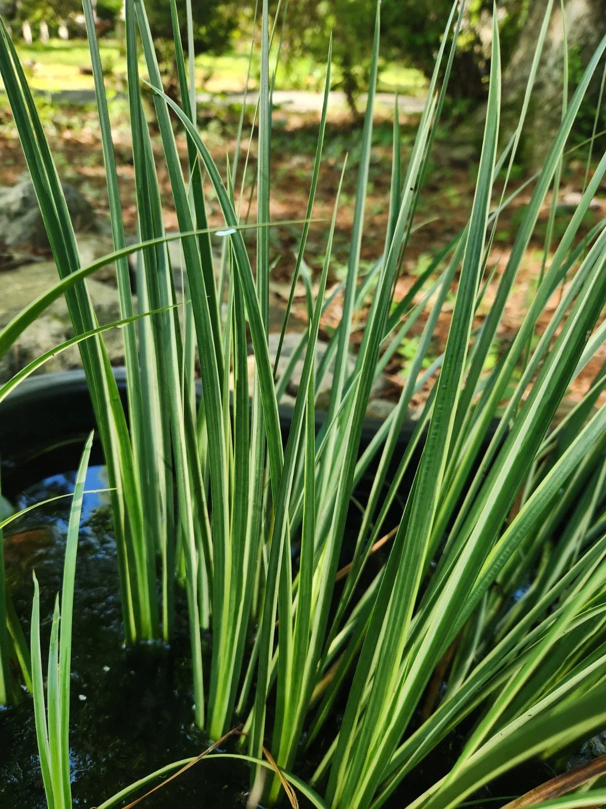 Variegated Sweet Flag Aquatic Marginal Pond Plant - 3 Bare Root Acorus calamus 'Variegatus' for Water Gardens