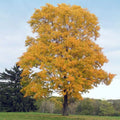 Silver Maple Tree Seeds - Fast Growing Acer Saccharum Native for Landscaping & Shade
