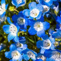 Baby Blue Eyes Flower Seeds - 600+ Nemophila menziesii Wildflower Seeds for Gardens, Borders & Containers