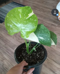 Monstera Thai Constellation Live Plant, Variegated, Gallon Pot, Monstera Deliciosa Variegata Indoor Houseplant