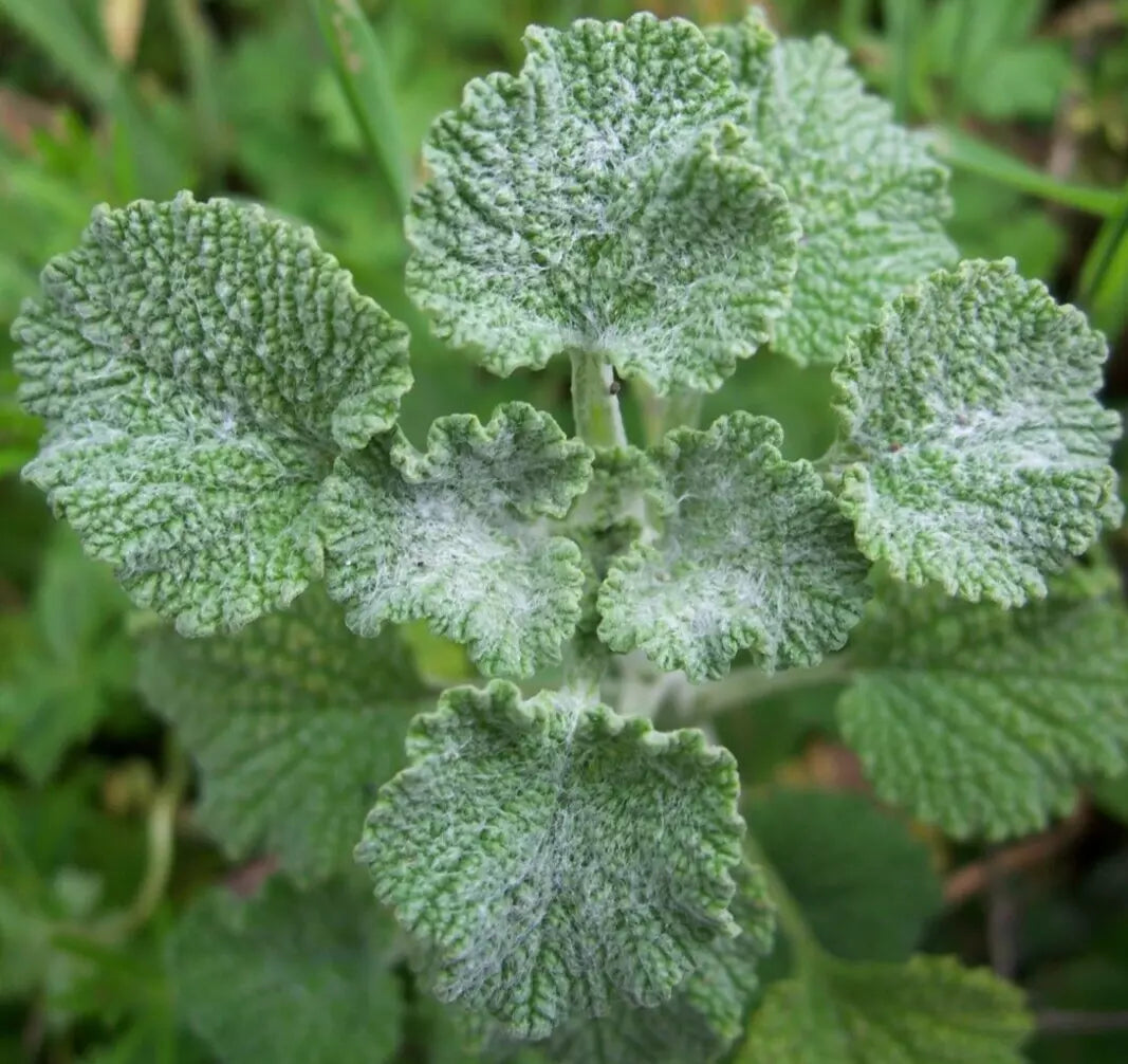 Horehound Seeds - 200+ Perennial Herb Marrubium Vulgare for Culinary Gardens, Herb Borders & Wildflower Meadows