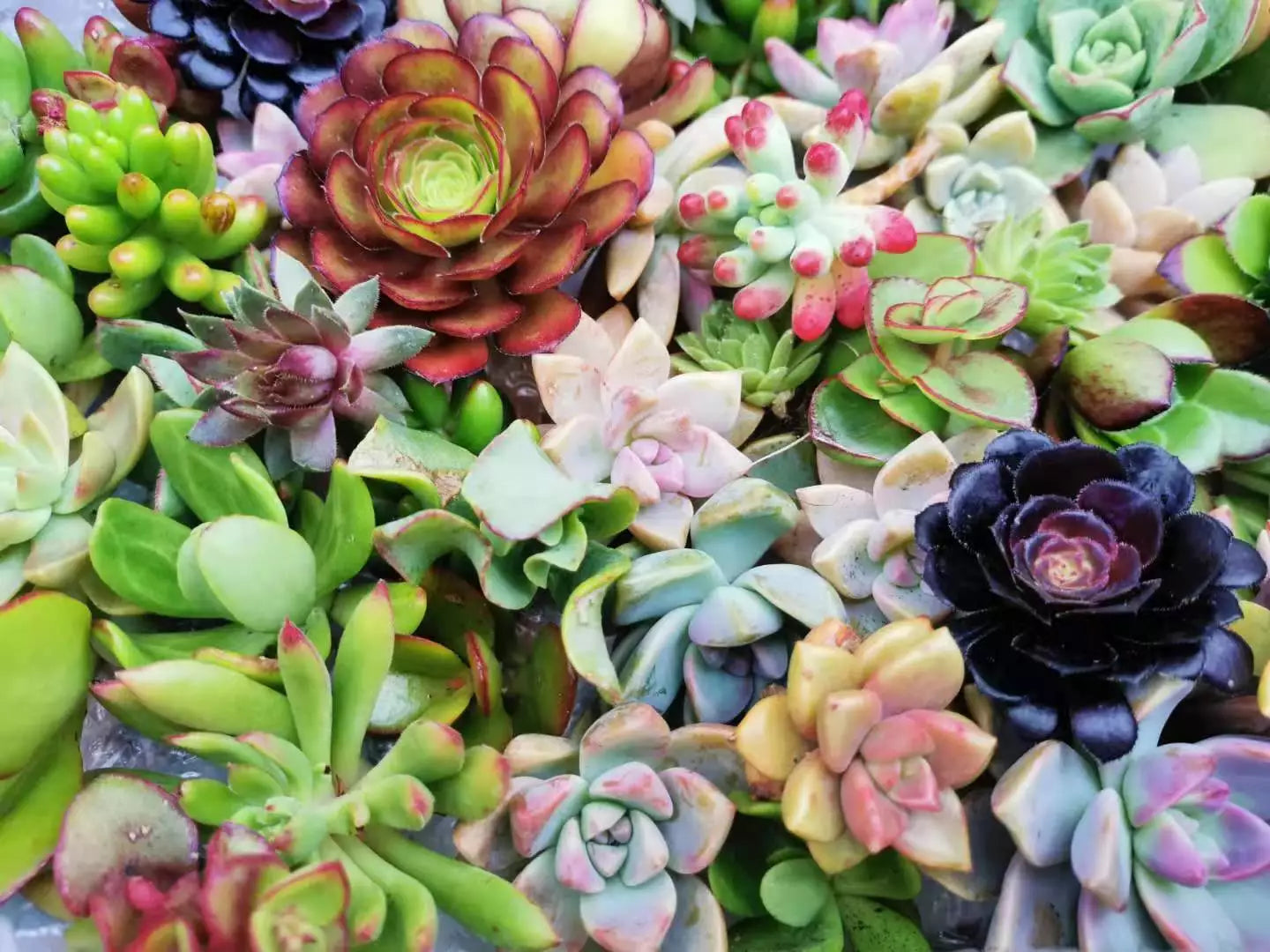 Assorted Succulent Cuttings - 20 Fresh Varieties for DIY Arrangements & Indoor Gardening, Easy Care, Perfect for Crafts