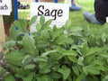 Sage Seeds, Perennial Herb, Salvia Officinalis, Culinary & Medicinal Garden Plant, 30 Seeds