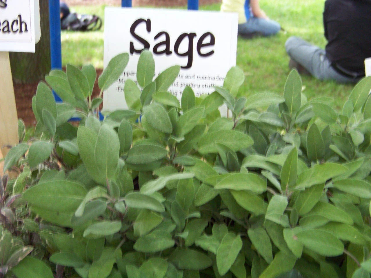 Sage Seeds, Perennial Herb, Salvia Officinalis, Culinary & Medicinal Garden Plant, 30 Seeds