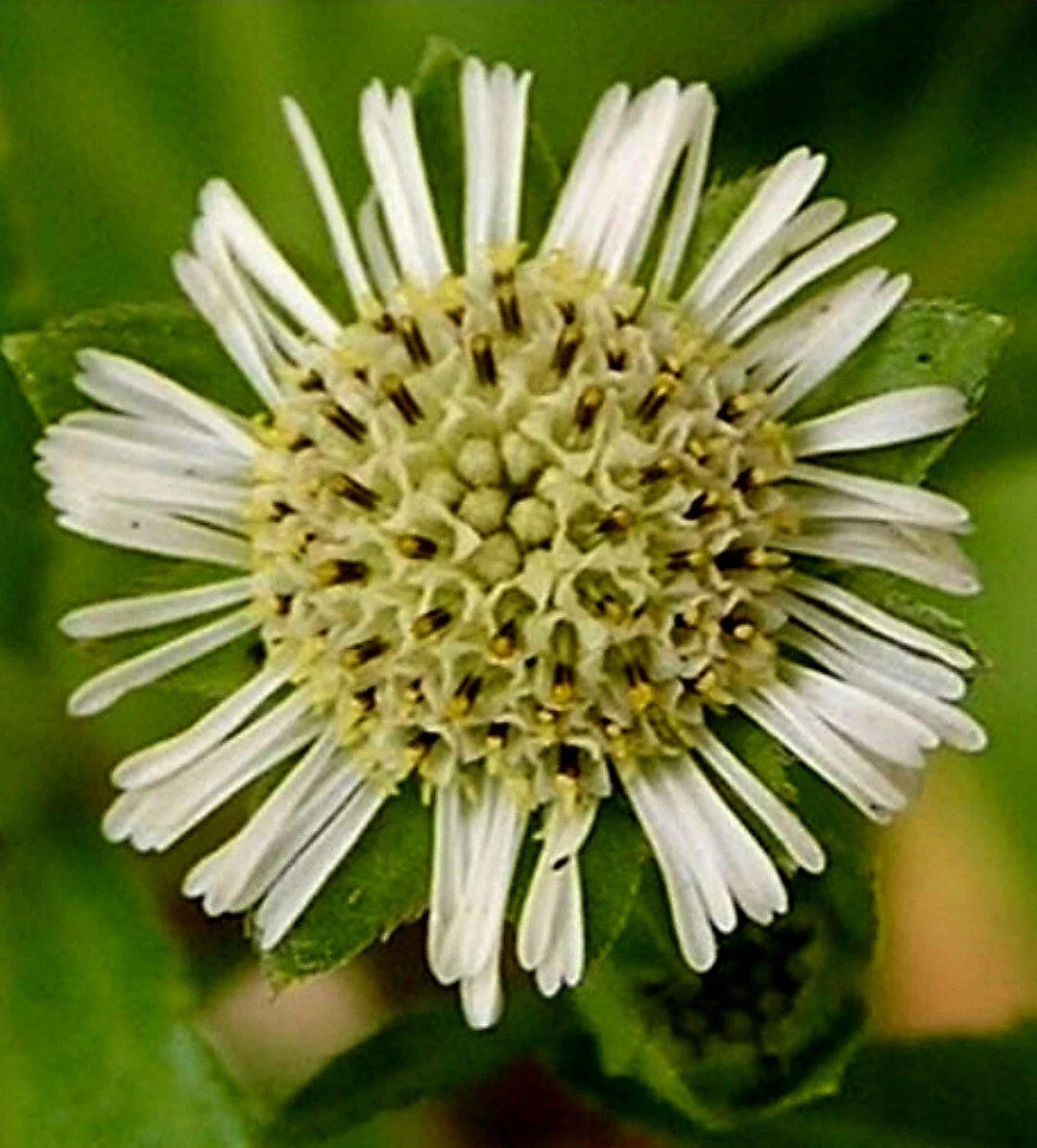 Eclipta Prostrata Seeds - Organic False Daisy Herb Seeds for Gardening, Bhringraj, Yerba de Tago, Ground Cover, 50+ Seeds