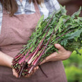 Red Stem Endive Seeds - Italian Dandelion Heirloom Non-GMO Chicory Seeds for Salads & Cooking