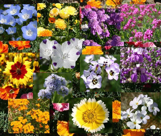 Wildflower Mix Bulk Seeds - 1 Oz Blanket Variety for Pollinator Gardens