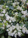 Live Bougainvillea Starter Plant - Sunstone White - Well Rooted - USA Seller