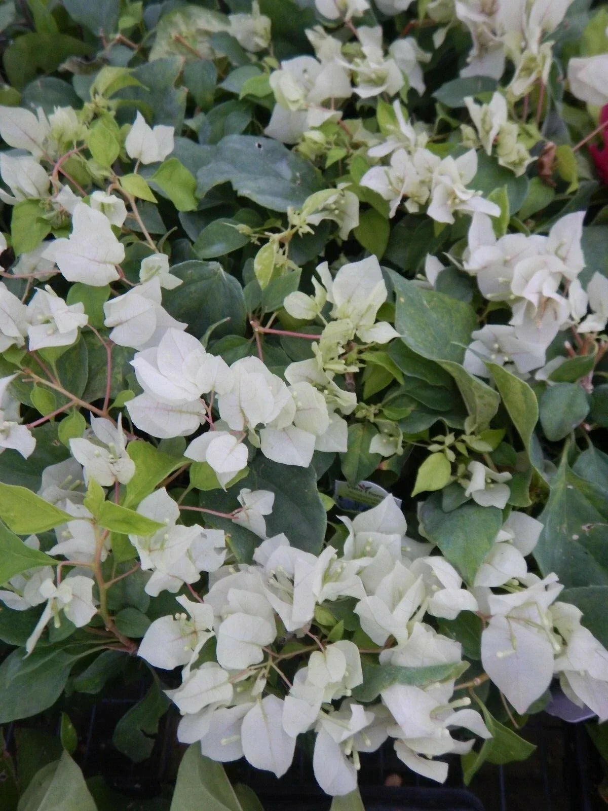 Live Bougainvillea Starter Plant - Sunstone White - Well Rooted - USA Seller