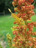 Lambs Quarters Seeds - 100 Pack - Edible Greens - Chenopodium album - Organic Vegetable Seeds for Gardening