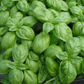 Genovese Basil Seeds 100 Pack | Aromatic Culinary Herb | Ocimum basilicum 'Genovese' | Organic, Non-GMO, Full Sun