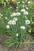 Garlic Chives Seeds - Microgreens, Drought Tolerant Allium tuberosum, Herb Seeds for Indoor & Outdoor Gardening