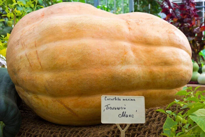 Big Max Pumpkin Seeds - 25+ Pack for Growing Cucurbita maxima Heirloom Variety in Garden