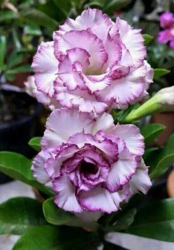 Desert Rose Seeds - 4 Purple White Adenium Obesum Perennial Flower Seeds for Indoor & Outdoor Gardening