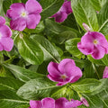 Vinca Seeds 500 Count - Sunsplash Orchid GL - Catharanthus roseus - Drought-Tolerant, Full Sun, Low Maintenance
