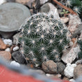 Mammillaria Coahuilensis Bare Root Cactus – Unique Succulent for Indoor Gardening & Collecting