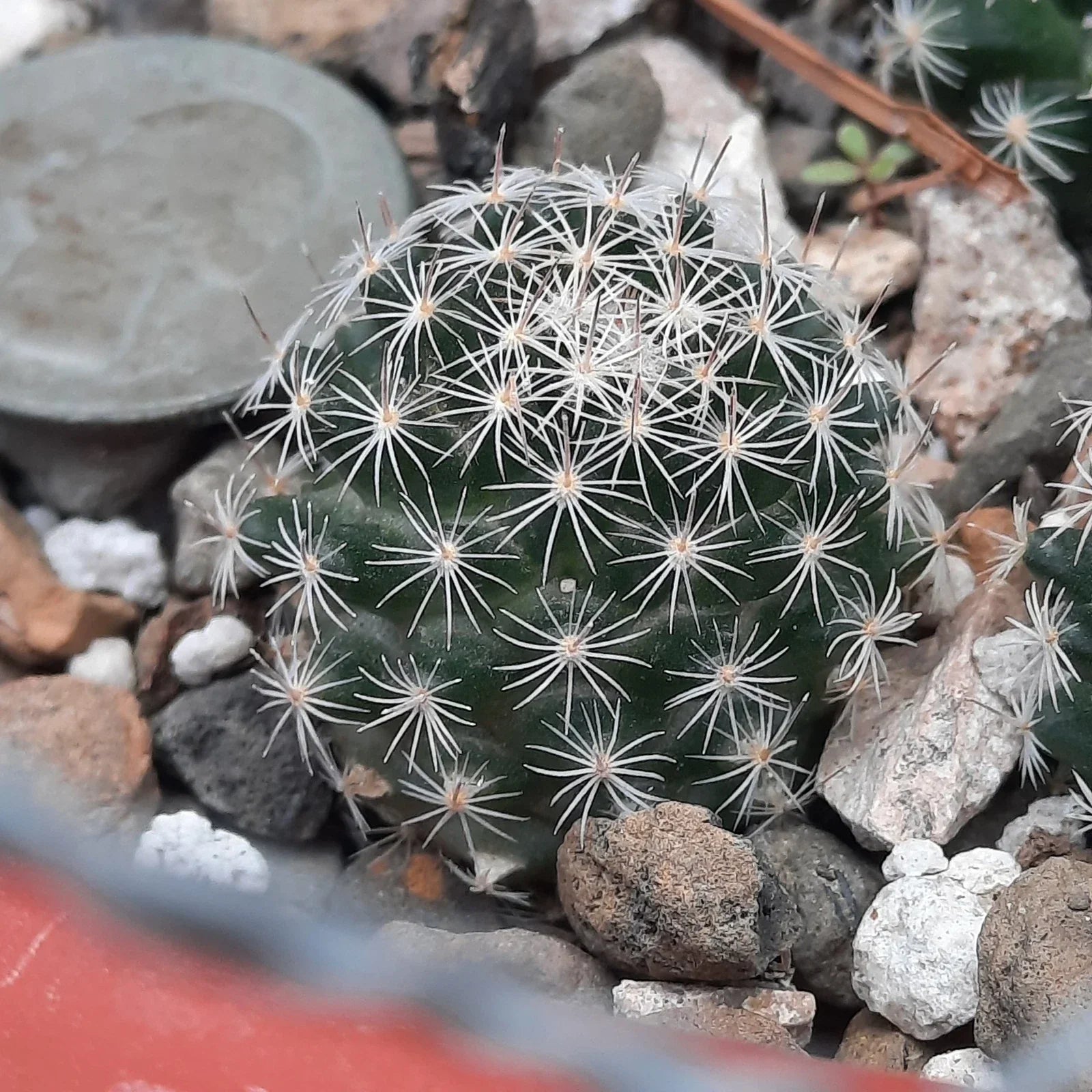 Mammillaria Coahuilensis Bare Root Cactus – Unique Succulent for Indoor Gardening & Collecting