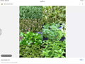 Indoor Herb Seeds Set - 6 Mini Packs Basil, Thyme, Parsley, Oregano, Dill, Cilantro for Kitchen Gardening