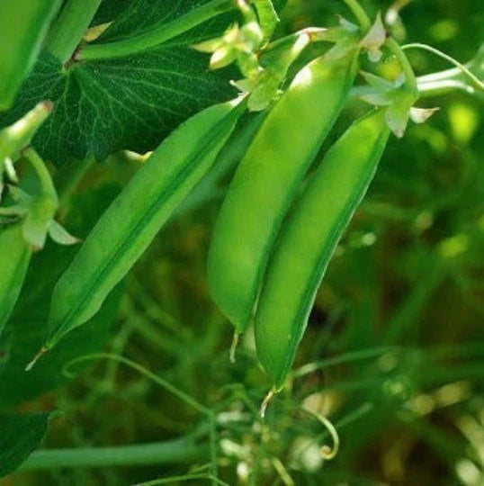 Austrian Winter Pea Seeds, Cold Hardy Shelling Snap Peas, Pisum sativum, Pack of 100 Seeds
