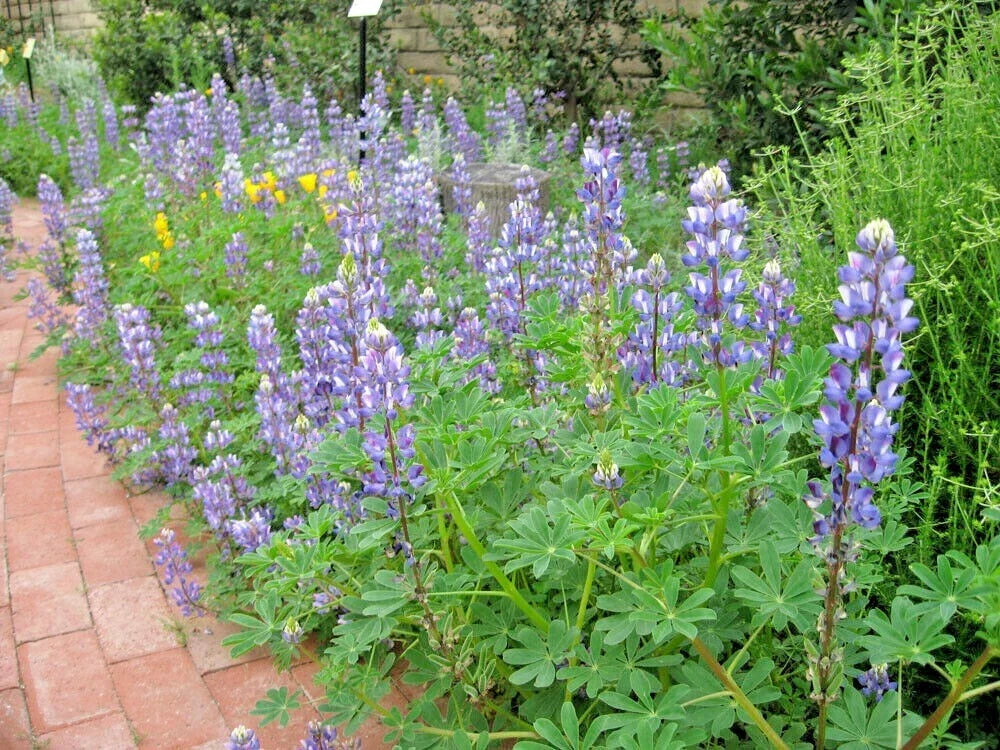 Blue Lupine Seeds - 125+ Native Wildflower Annual for Garden & Containers - Lupinus perennis, Pollinator Friendly, Easy to Grow
