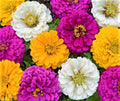 Mardi Gras Zinnia Seeds - Colorful Mix, Zinnia elegans, Flower Seeds for Garden, 100+ Seeds, Butterfly Attracting, Easy to Grow
