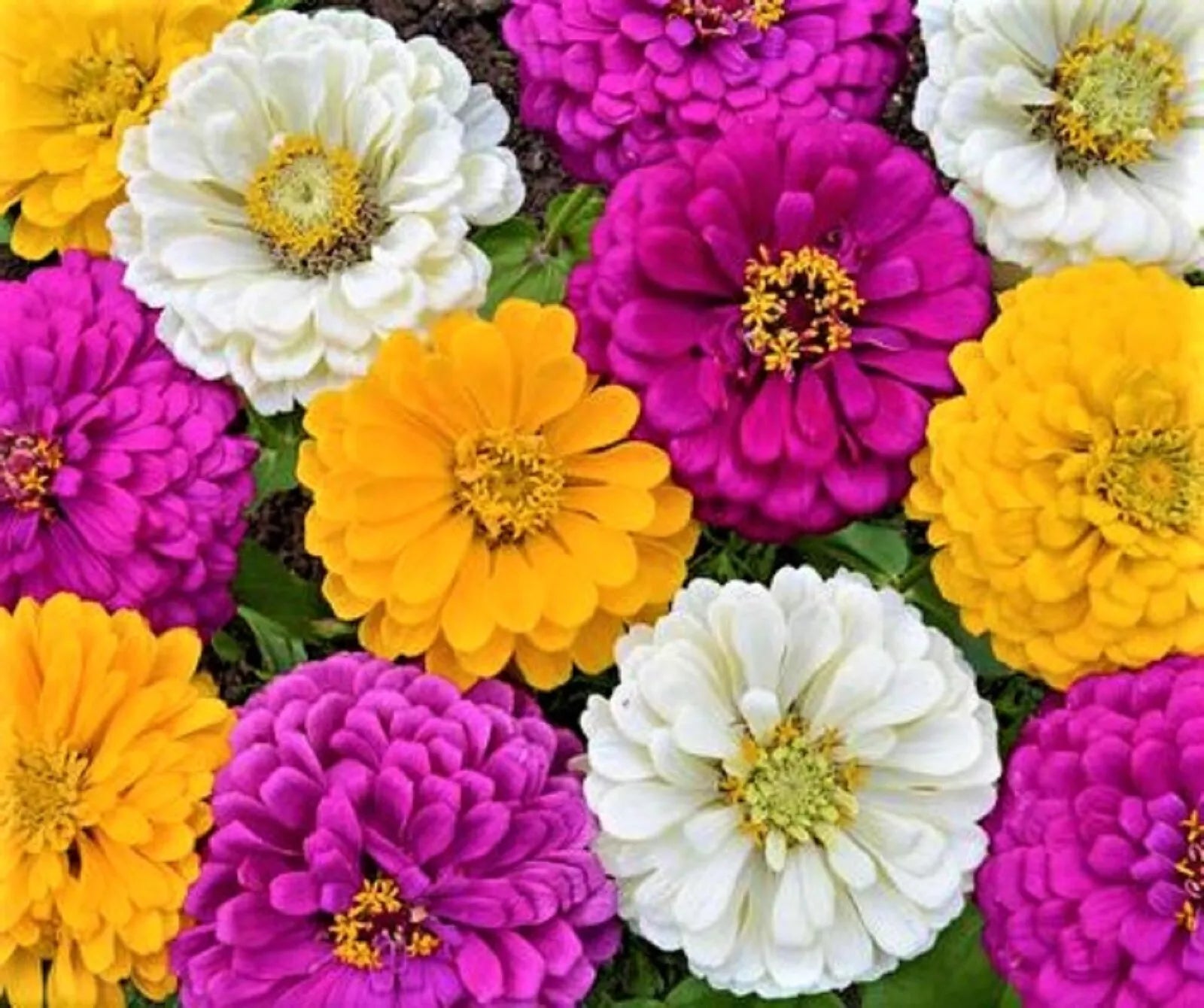 Mardi Gras Zinnia Seeds - Colorful Mix, Zinnia elegans, Flower Seeds for Garden, 100+ Seeds, Butterfly Attracting, Easy to Grow