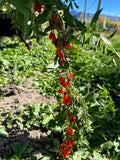 Goji Berry Plant - Live Rooted Shrub ~6" Tall Wolfberry Lycium barbarum Superfood Fruit Plant