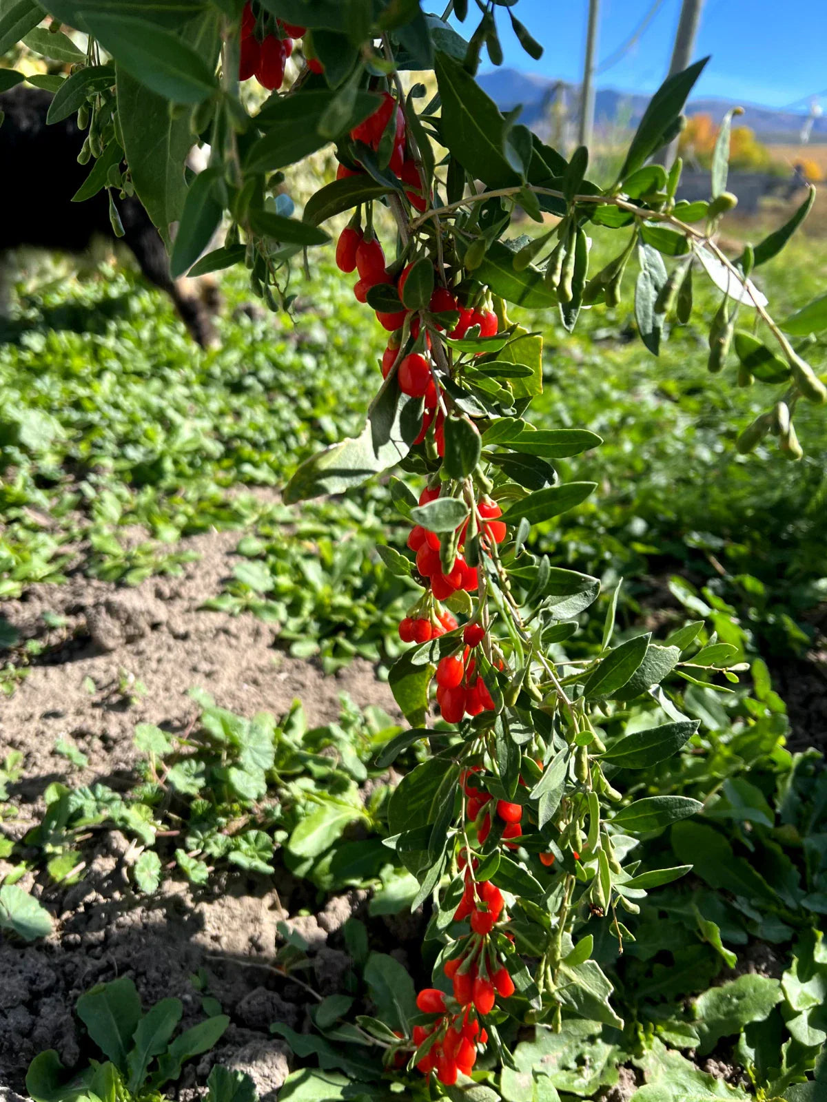 Goji Berry Plant - Live Rooted Shrub ~6" Tall Wolfberry Lycium barbarum Superfood Fruit Plant