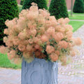 Young Lady Smoke Bush Seeds - 20 Pre-Stratified Cotinus coggygria for Garden, Hedges & Borders, Free Shipping