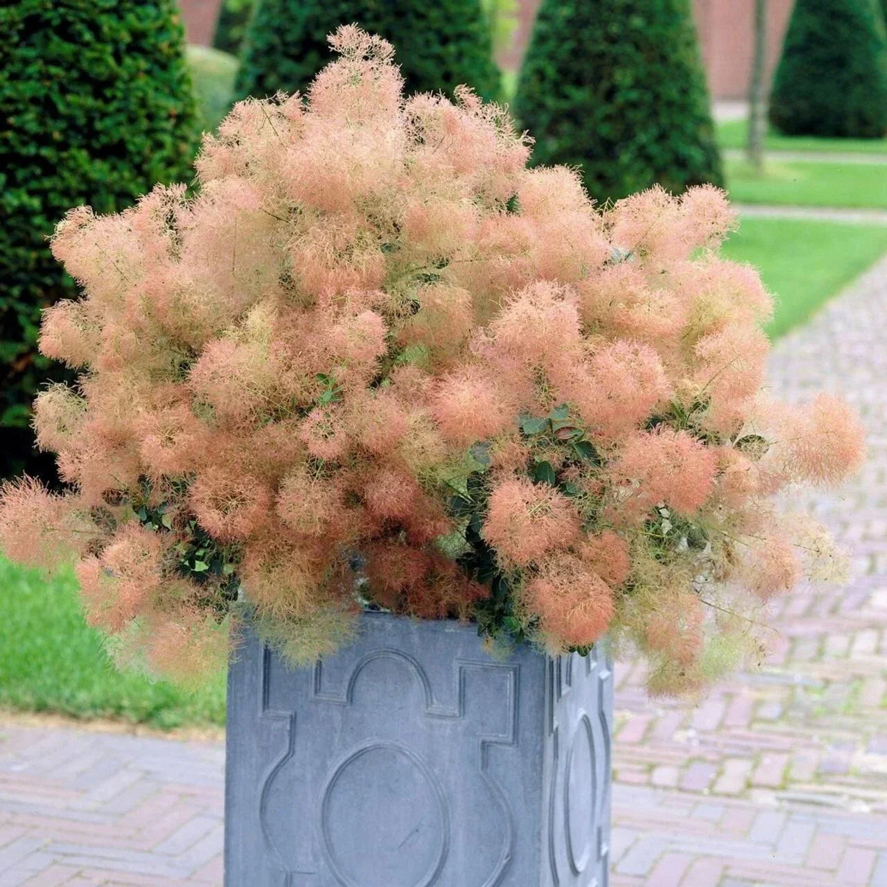 Young Lady Smoke Bush Seeds - 20 Pre-Stratified Cotinus coggygria for Garden, Hedges & Borders, Free Shipping