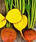 Golden Detroit Beet Seeds - Non-GMO Beta vulgaris Root Vegetable Pack of 50+ for Home Gardening
