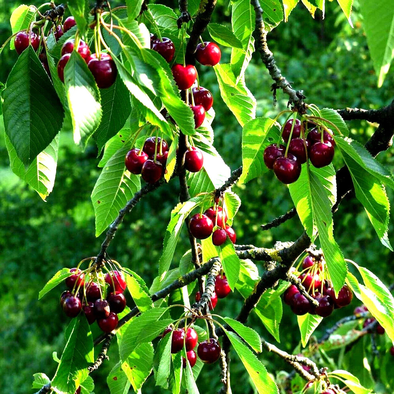 Sweet Mazzard Cherry Tree Seeds, Edible Fruit, Fast Growing, Hardy, Prunus avium, Zone 4, Fruit Seeds for Garden Planting