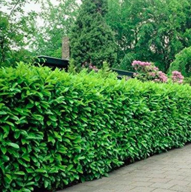 Rooted Euonymus fortunei Cuttings – 3 Manhattan Shrubs, Fast-Growing, Evergreen, Landscape, Hedge, Border Plants