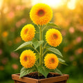 Tall Teddy Sunflower Seeds - 50+ Pack - Giant 10" Fluffy Blooms - Helianthus annuus - Full Sun, Easy to Grow