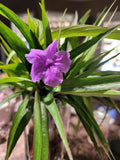 Mexican Petunia Cuttings - 6 Purple Showers Perennials - Ruellia simplex - Attracts Pollinators