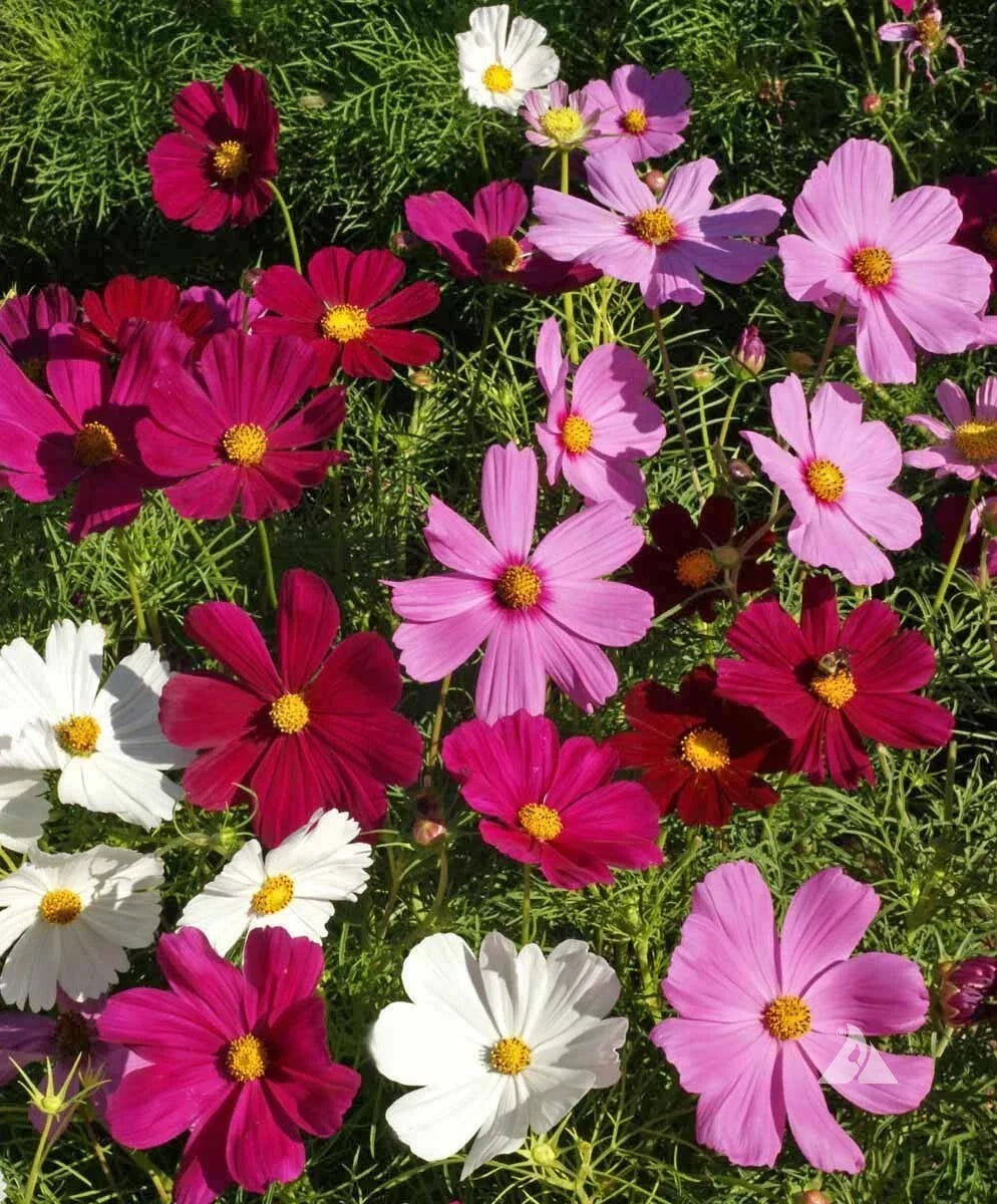 Dwarf Cosmos Seed Mix - Short & Compact Cosmos bipinnatus - Colorful Flowers, Pollinator Friendly, Garden Borders & Containers