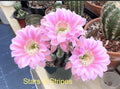 Echinopsis Johnson Hybrids Stars & Stripes Cactus Succulent - Rooted Pup Plant