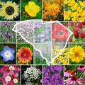 Wildflower Seed Mix - South Carolina State Flower - 1000 Non-GMO Seeds - Perennials & Annuals Native Plants for Pollinators
