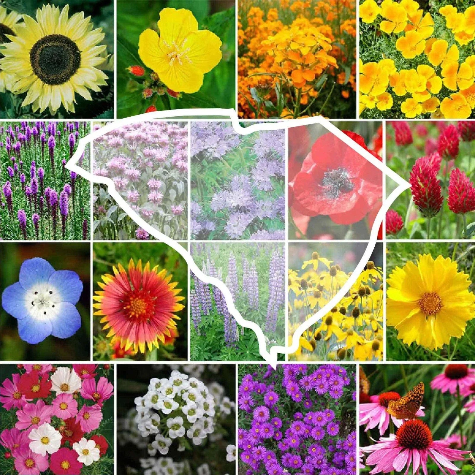Wildflower Seed Mix - South Carolina State Flower - 1000 Non-GMO Seeds - Perennials & Annuals Native Plants for Pollinators