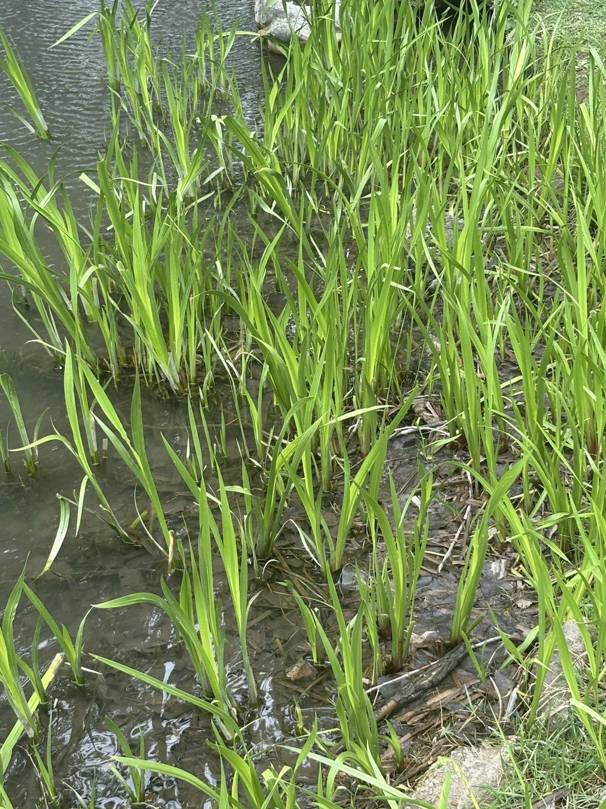 Sweet Flag Plant - Aquatic Perennial in Pot - Acorus calamus - Wetland, Pond, Marsh Garden Plant